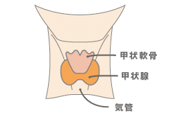 甲状腺の位置と大きさ